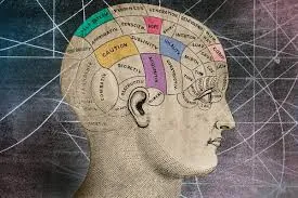 Vintage phrenology-style bust with highlighted brain regions